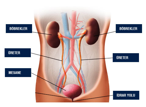 Böbrek Taşı
